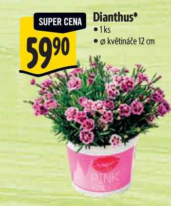Dianthus, pr. květináče 12 cm