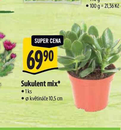 Sukulent mix, pr. květináče 10,5 cm