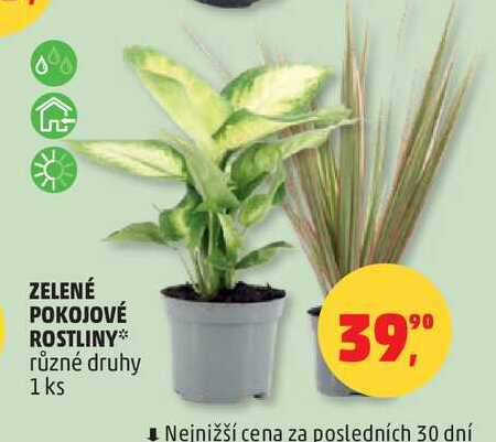 ZELENÉ POKOJOVÉ ROSTLINY různé druhy, 1 ks 