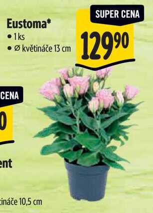Eustoma