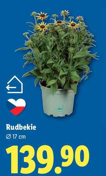 Rudbekie