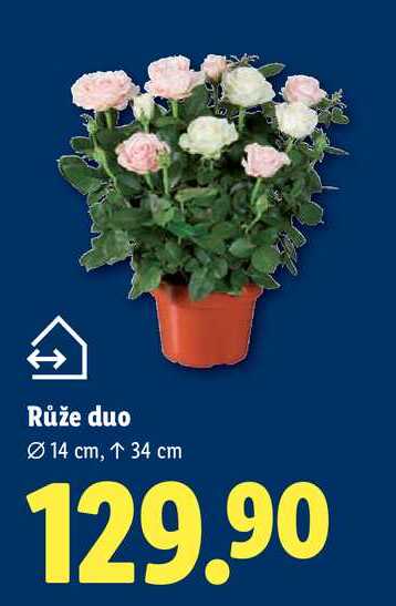 Růže duo