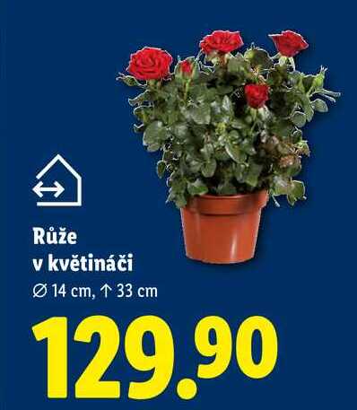 Růže v květináči