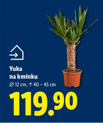 Yuka na kmínku