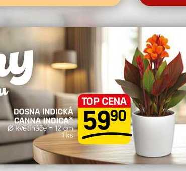DOSNA INDICKÁ CANNA INDICA květináče 12 cm 1ks