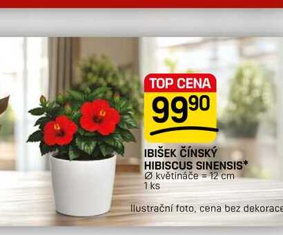 IBIŠEK ČÍNSKÝ HIBISCUS SINENSIS* květináče 12 cm 1 ks
