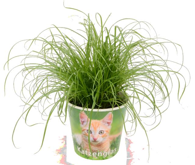 Šáchor Cyperus zumula