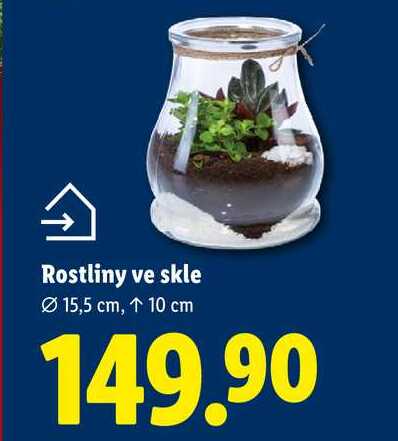 Rostliny ve skle