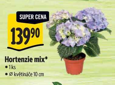 Hortenzie mix