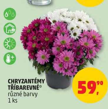 CHRYZANTÉMY TŘÍBAREVNÉ různé barvy, 1 ks
