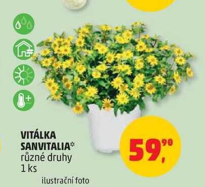 VITÁLKA SANVITALIA různé druhy, 1 ks
