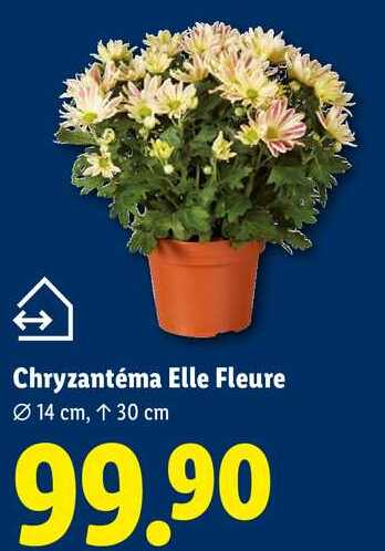 Chryzantéma Elle Fleure