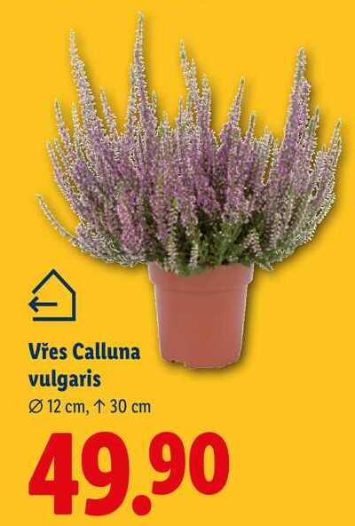Vřes Calluna vulgaris