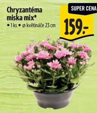Chryzantéma miska mix