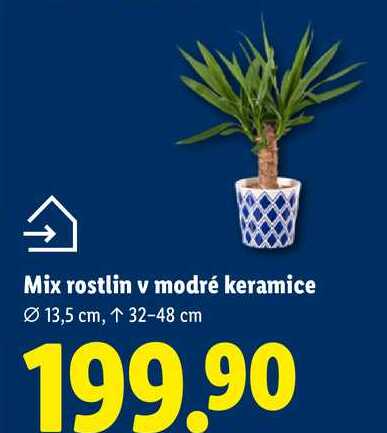 Mix rostlin v modré keramice 