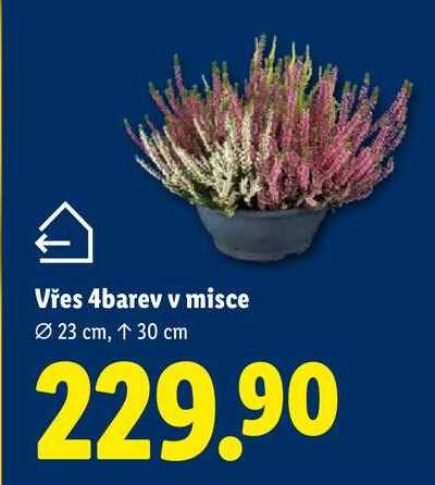 Vřes 4barev v misce