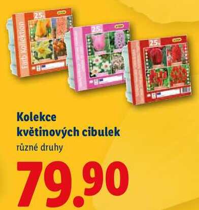 Kolekce květinových cibulek, různé druhy