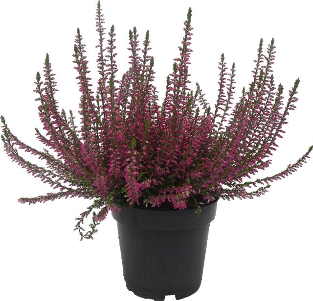 Calluna vulgaris