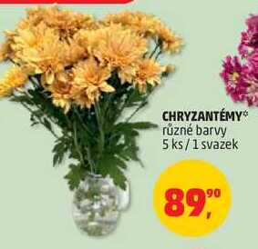 CHRYZANTÉMY různé barvy, 5 ks/1 svazek