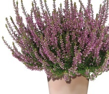VŘES OBECNÝ (CALLUNA VULGARIS)