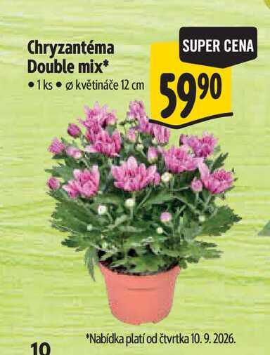 Chryzantéma Double mix, pr. květináče 12 cm