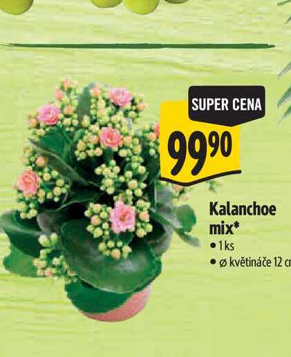Kalanchoe mix, pr. květináče 12 cm