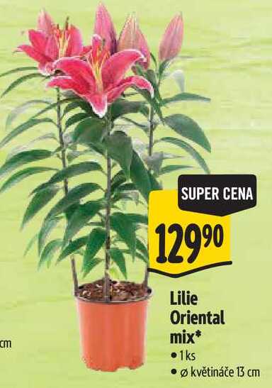 Lilie Oriental mix, pr. květináče 13 cm