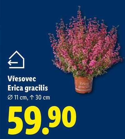 Vřesovec Erica gracilis