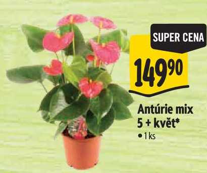Antúrie mix 5+ květ