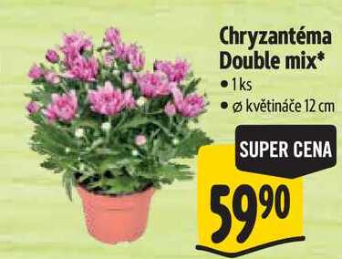 Chryzantéma Double mix