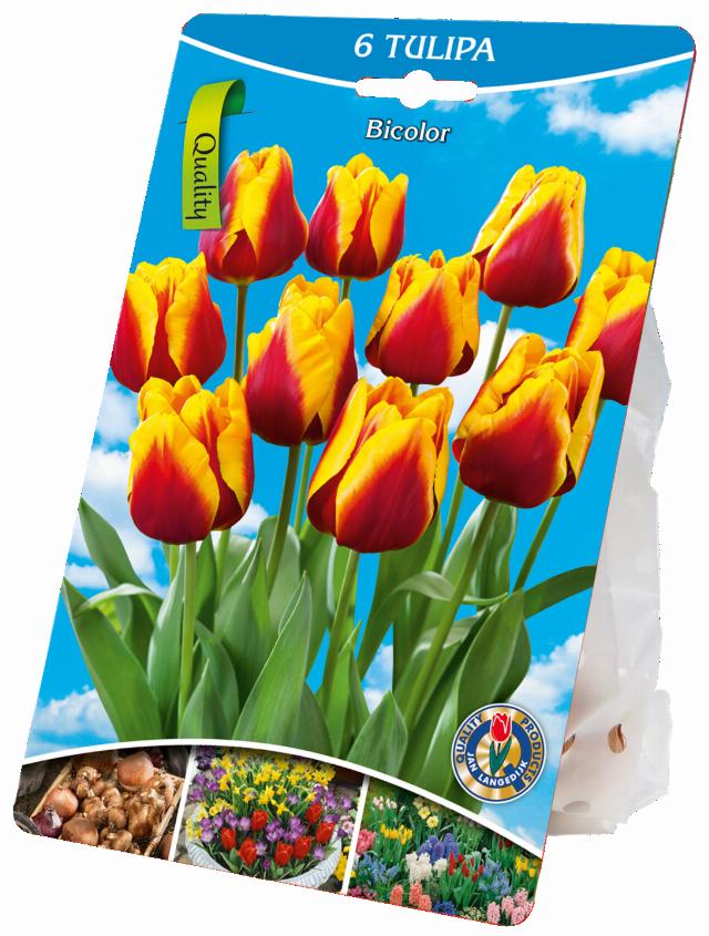 Cibulky květin tulipán Bicolor 6x