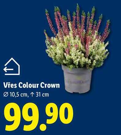 Vřes Colour Crown