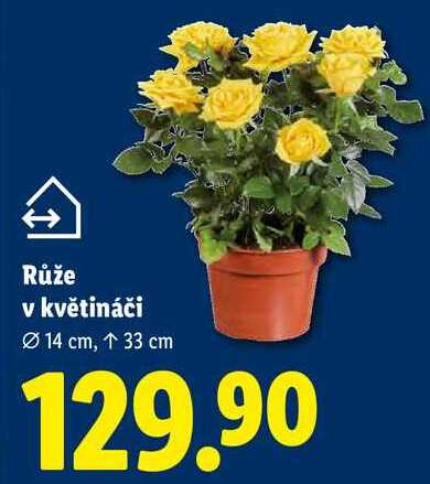 Růže v květináči