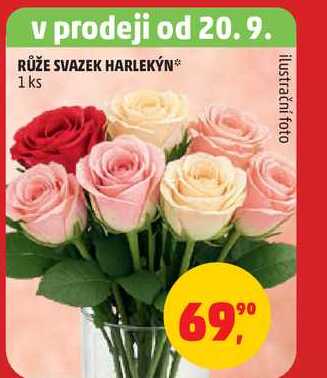 RŮŽE SVAZEK HARLEKÝN, 1 ks