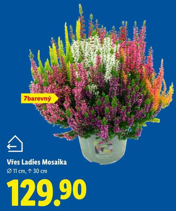 barevný Vřes Ladies Mosaika