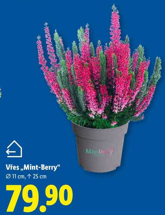 Vřes „Mint-Berry"