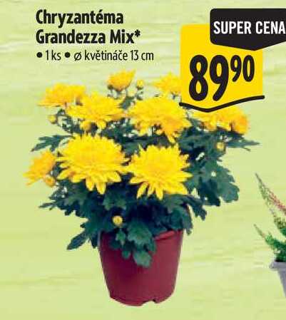 Chryzantéma Grandezza Mix