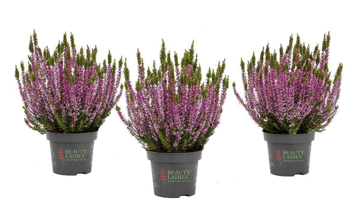 Calluna, 1 KS