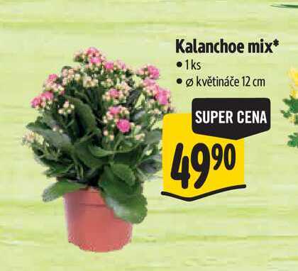 Kalanchoe mix, pr. květináče 12 cm