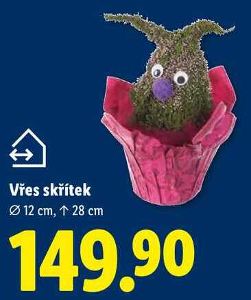 Vřes skřítek