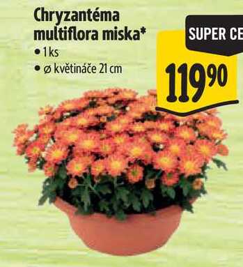 Chryzantéma multiflora miska