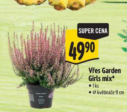 Vřes Garden Girls mix 1ks, pr. květináče 11 cm