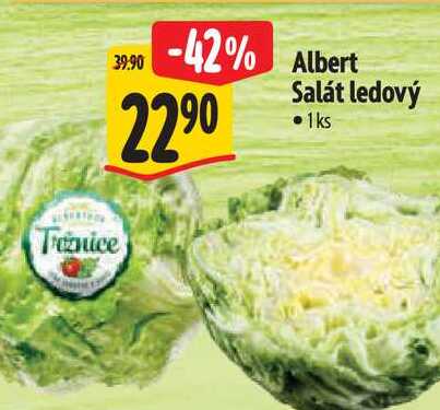  Albert  Salát ledový   1ks 