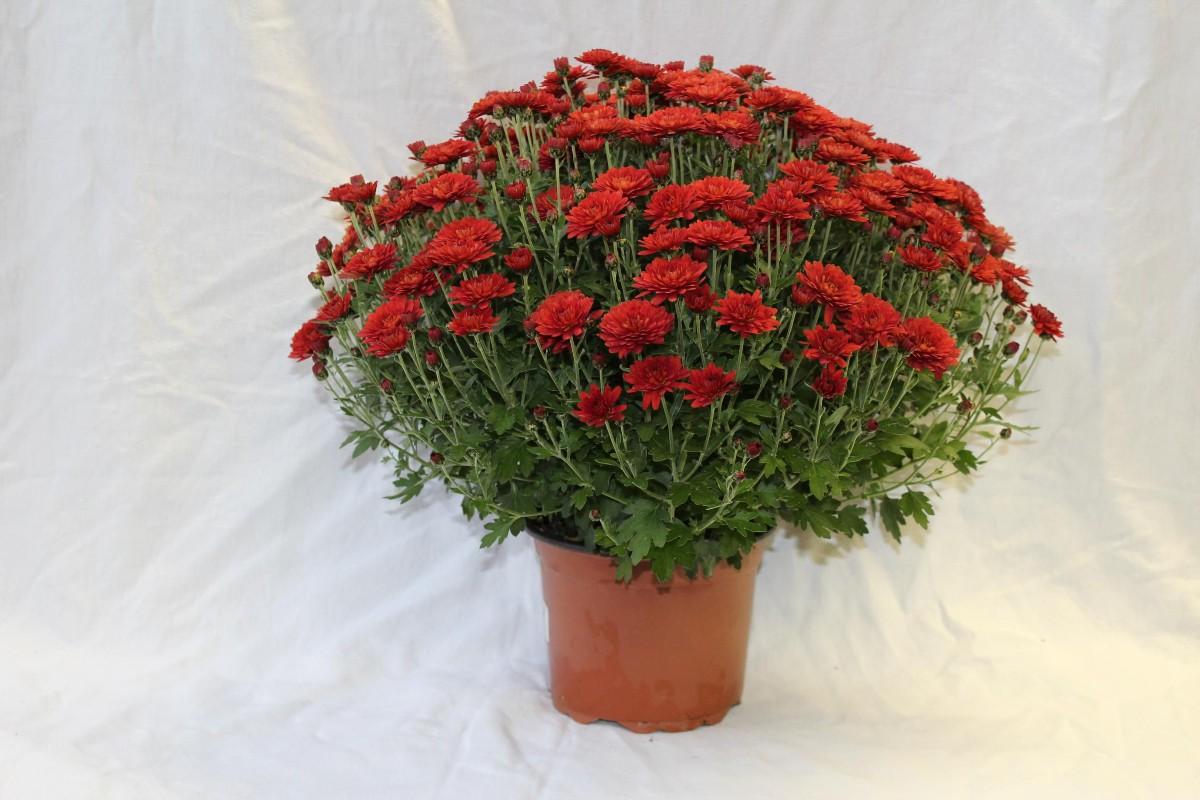 Chrysanthema multiflora, 1 KS