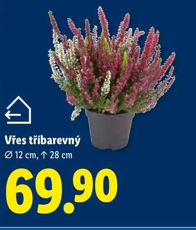 Vřes tříbarevný