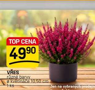 VŘES různé barvy Ø květináče 10,50cm 1ks