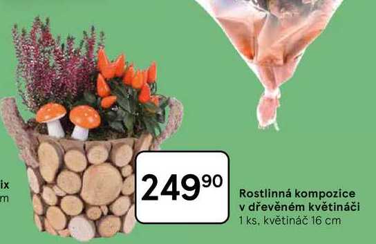 Rostlinná kompozice v dřevěném květináči, 1 ks, květináč 16 cm