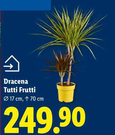 Dracena Tutti Frutti
