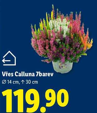 Vřes Calluna 7barev