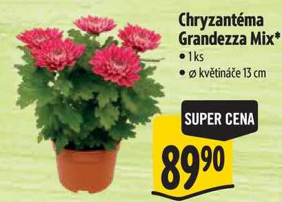 Chryzantéma Grandezza Mix